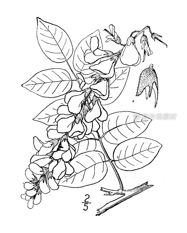 古植物学植物插图:Kraunhia macrostachys，长串紫藤